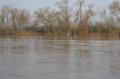 Hochwasser Seligenstadt 18.01.2011 005